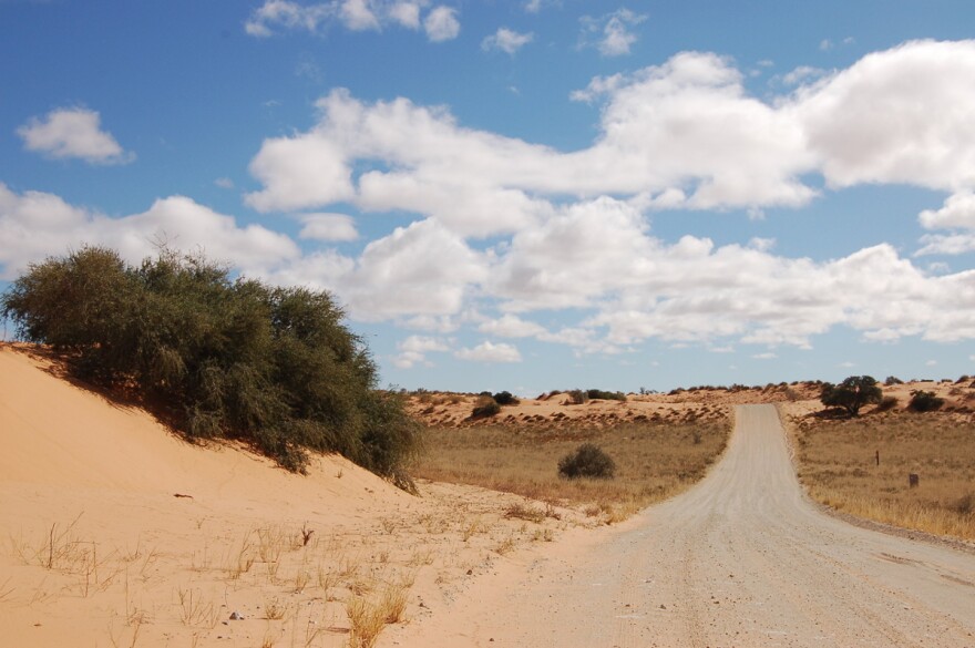 Damaraland mole-rats have a unique survival strategy to live in the Kalahari Desert