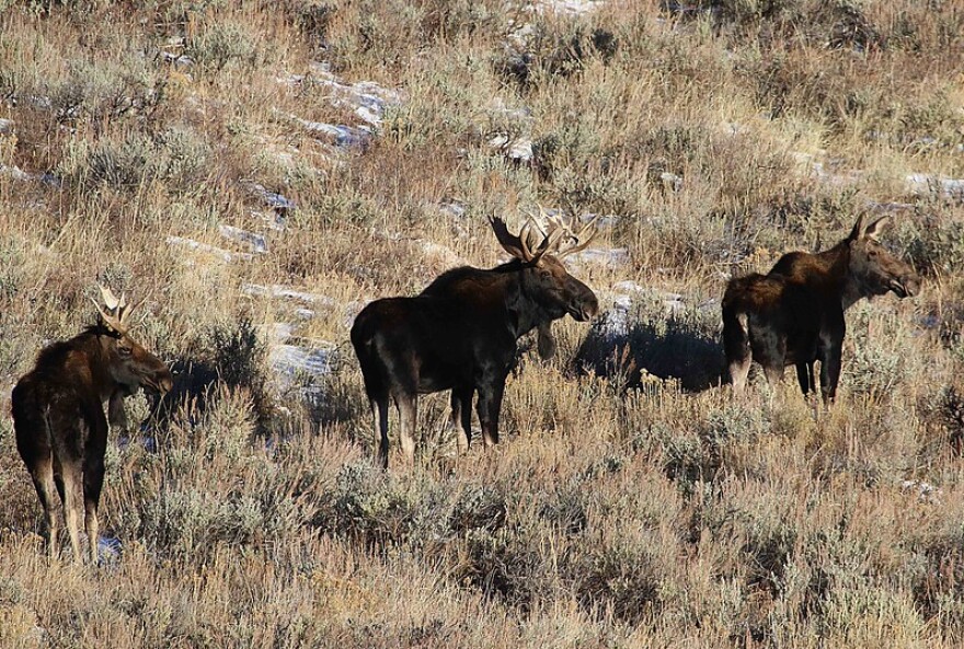 dwr_moose_crossing_wildlife_bridge_2.jpg