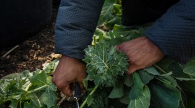 More than 23,000 people current or former producers are getting the assistance, and over 20,000 planned producers are receiving payments.