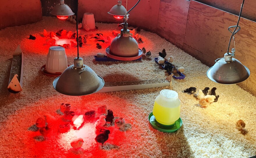 Chicks that are just a couple of days old.