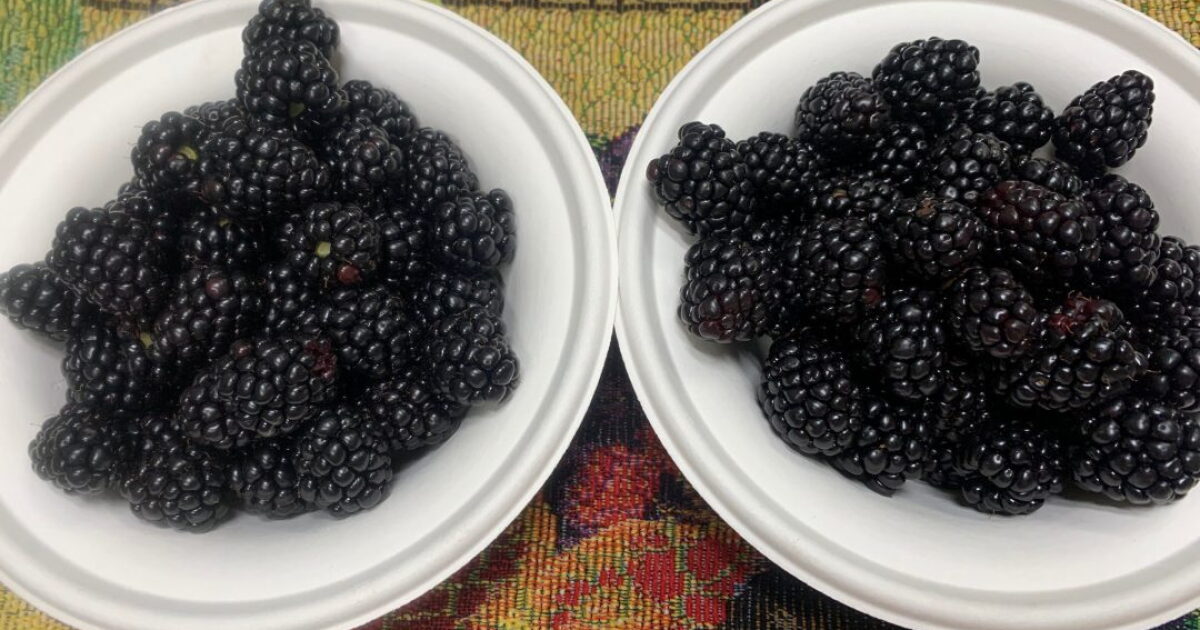 New Blackberry Variety Boosts Yield, Flavor, and Hope