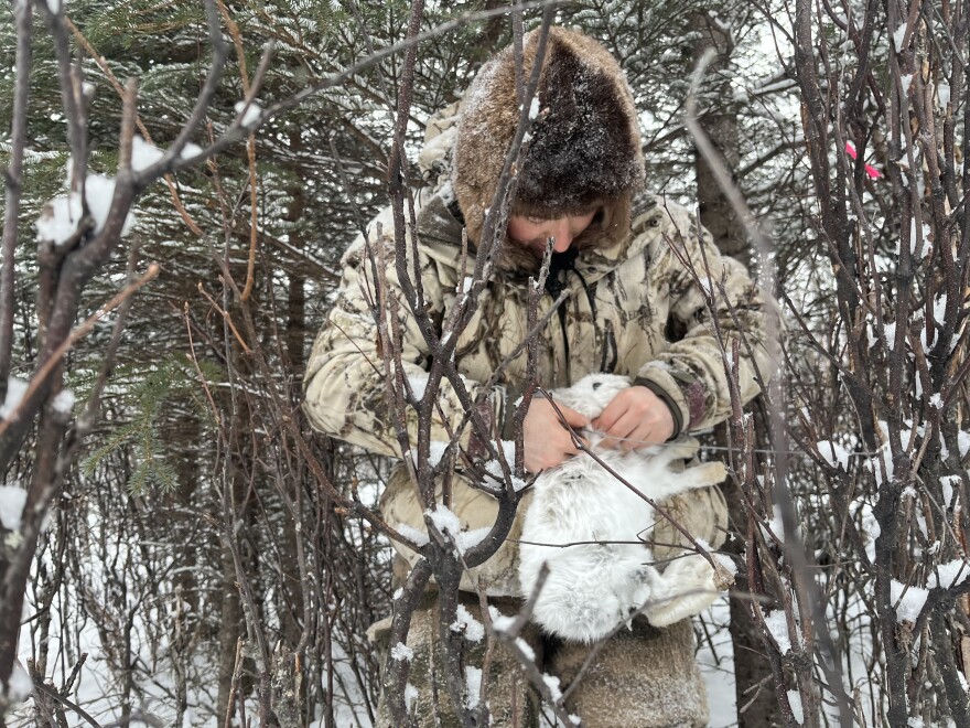 A man in camo stands among young birch trees, with a dead snowshoe hair in his hands.