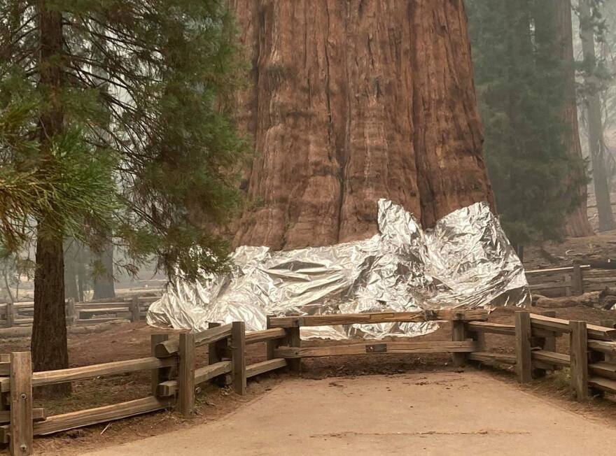 Firefighters wrapped foil around the base of the General Sherman tree, to protect the gigantic sequoia from an intense wildfire.