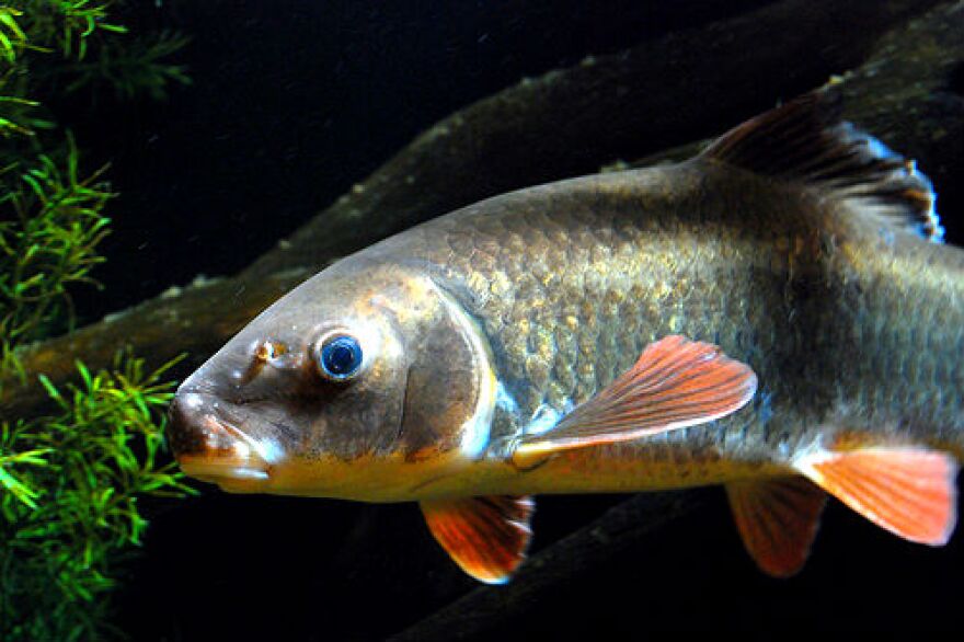 The robust redhorse is a state-listed endangered species.