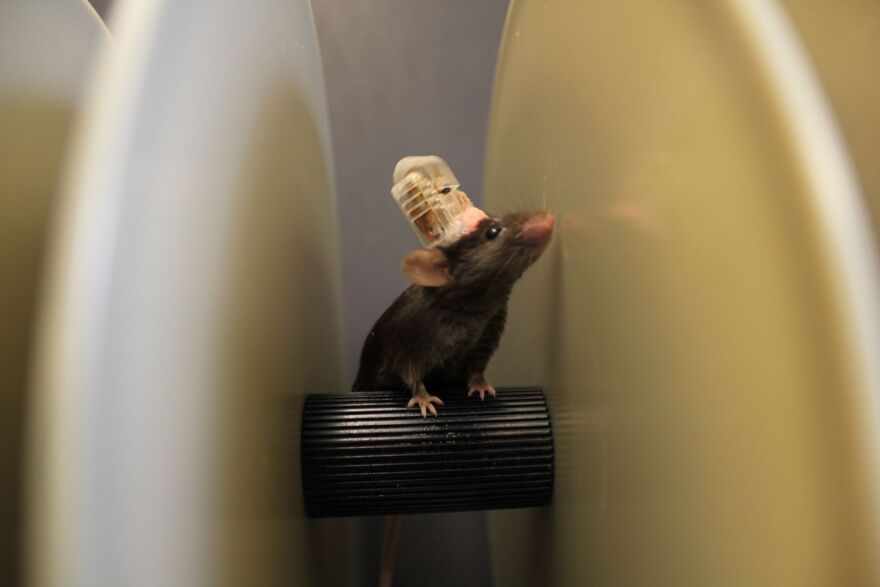 A mouse runs on a "rotarod" wearing the implantable device. The experiment is designed to test the mouse's motor skills.