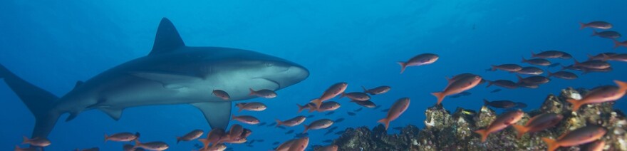 Scientists from UC Santa Barbara have been measuring the vital signs in our oceans