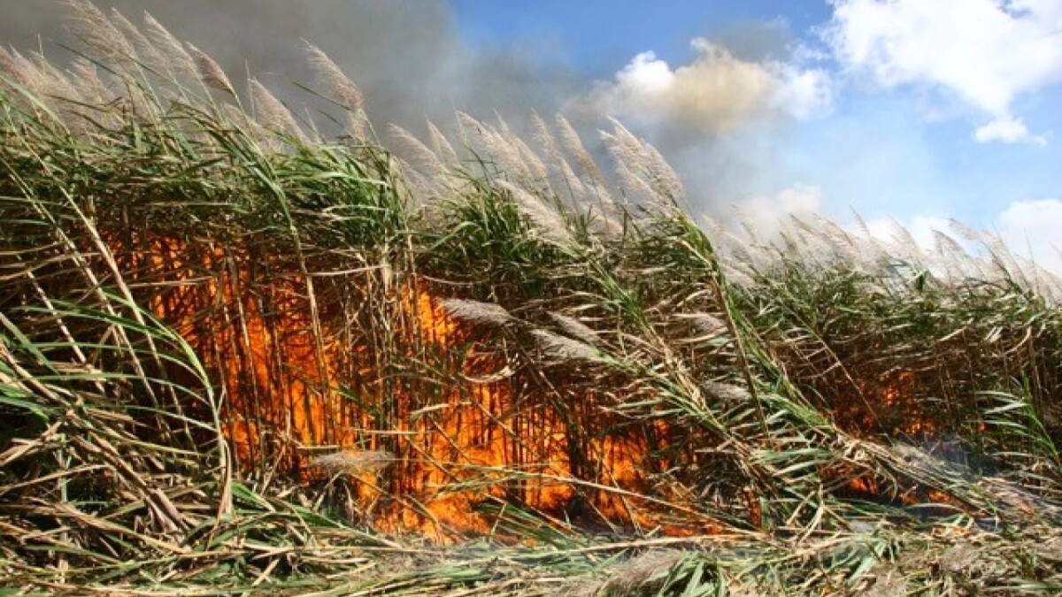 On Tuesday's show: The hazards of sugar cane burning - Vimarsana News