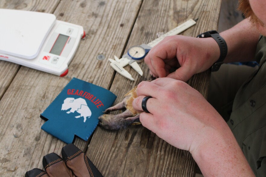 Cody Godwin discovered his calming koozie technique while helping a friend collect genetic samples in Mississippi. (Rose Schnabel/WUFT News)