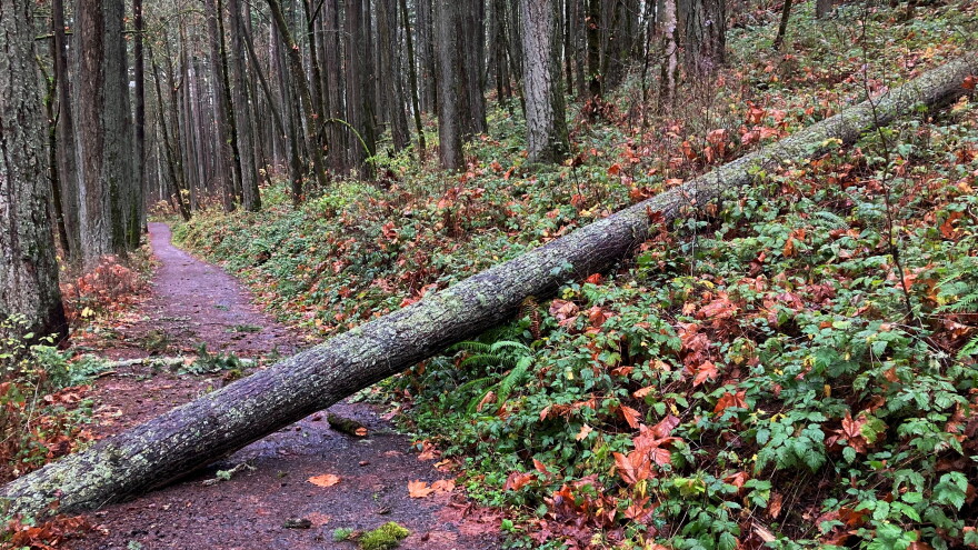 A towering Douglas fir fell across a trail at Hendricks Park in Eugene Saturday.
