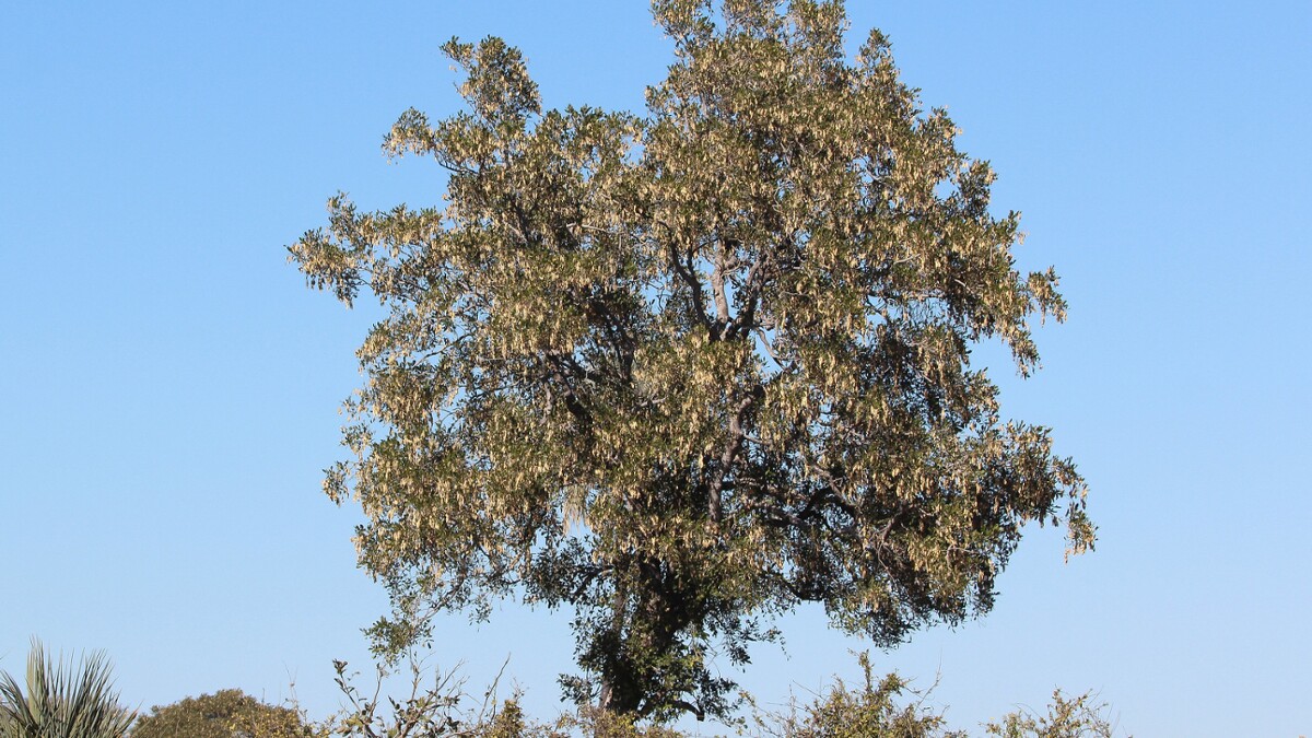jackalberry tree drawing