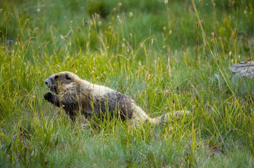 A badger-looking animal in a field of slightly overgrown grass.