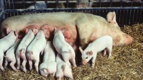 A sow nurses her piglets.