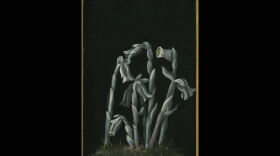 A painting of a grey-toned ghost flower done by Mabel Loomis Todd with a gold border.