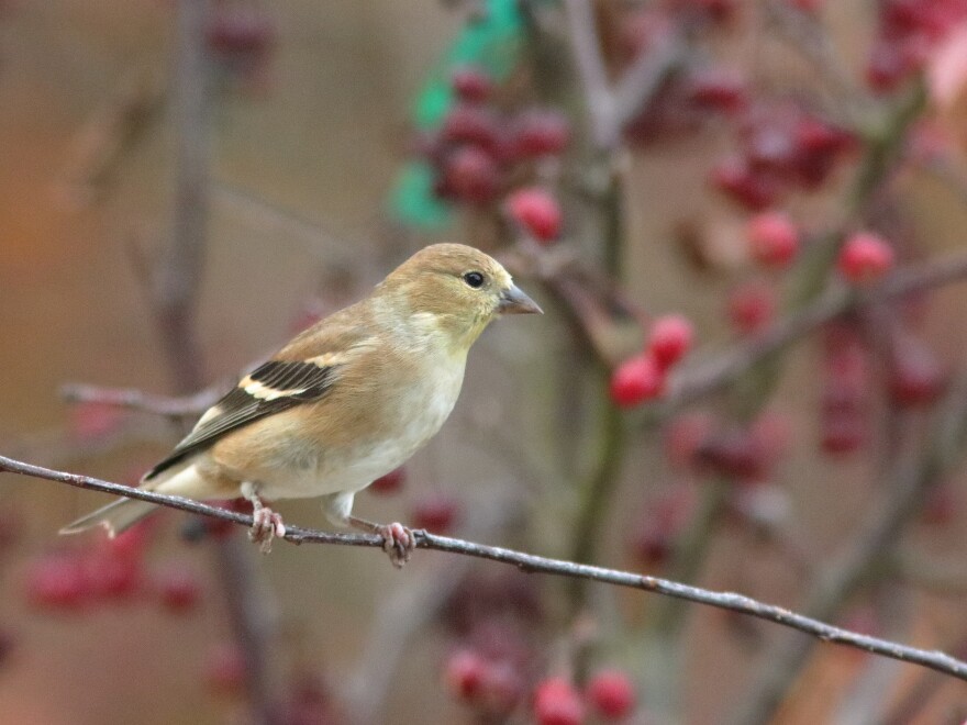 A male goldfinch in winter.