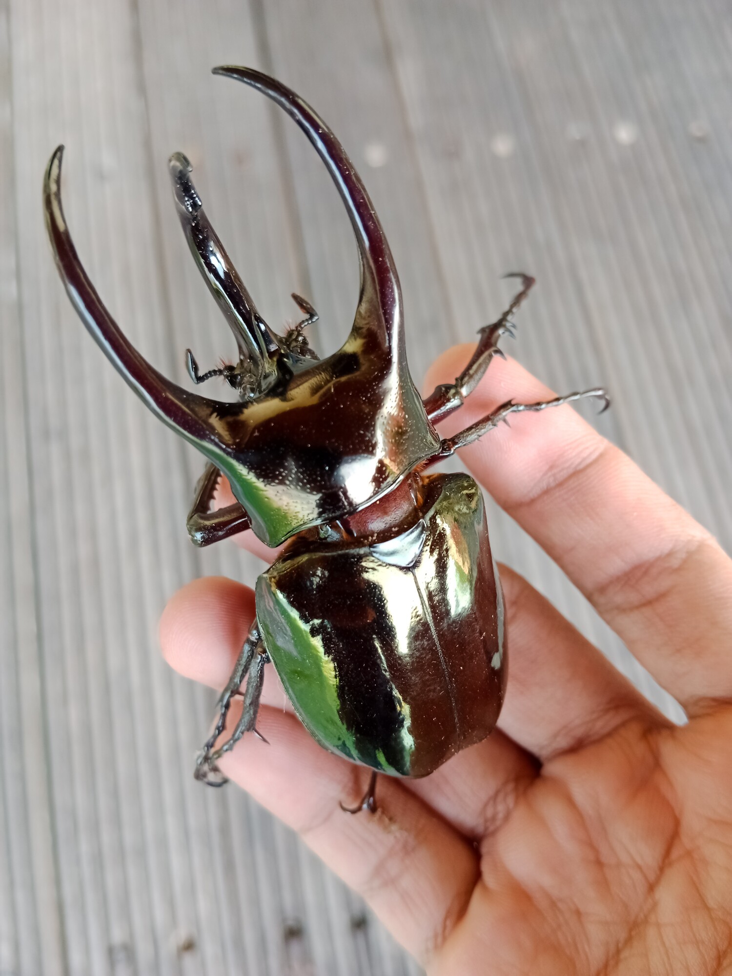 Titan Beetles