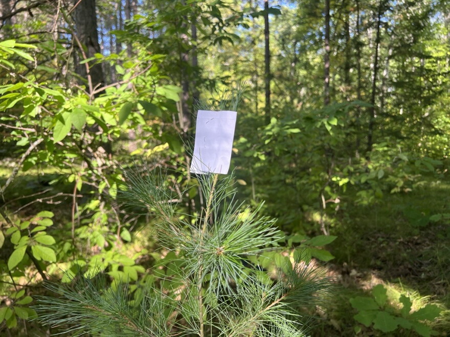 A white piece of paper sits on top of pine seedling.