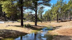 A stream on the Coconino National Forest