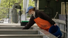 Staff feed fish with estimates of biomass and run calculations as if they’re feeding one massive fish instead of thousands of small fish. Turman said it makes the numbers easier to work with and fish get roughly equal amounts of food anyway, August 28, 2023. (Brian Venua/KMXT)