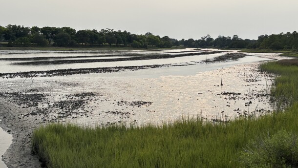 A sanctuary oyster reef constructed by Lynnhaven River Now in Pleasure House Creek in Virginia Beach on July 15, 2026.