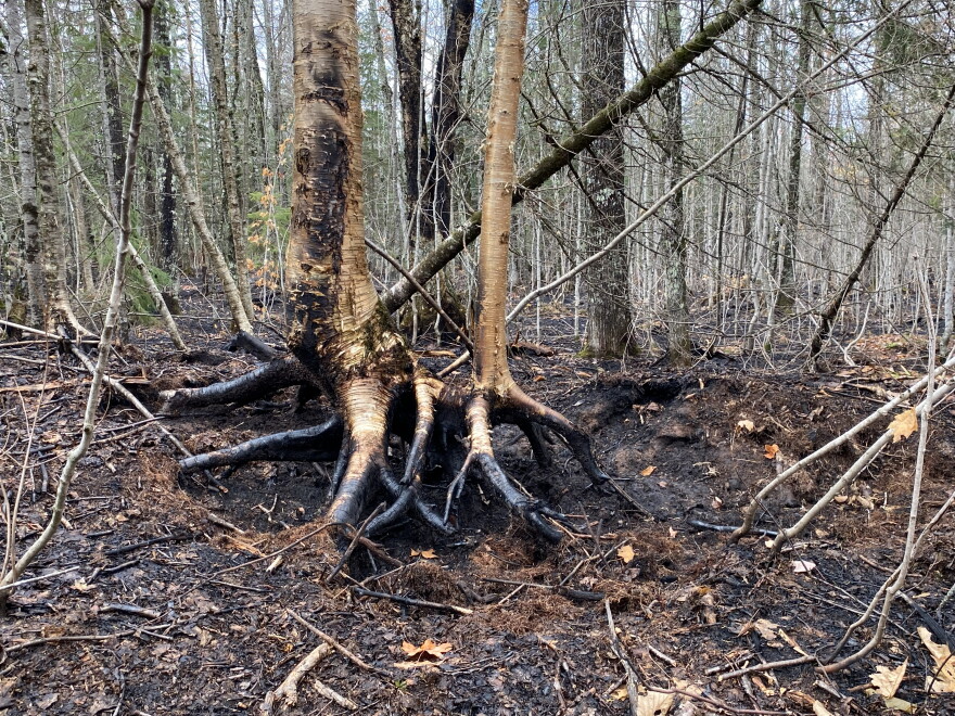 Exposed tree roots are blackened after wildfires took over 450 acres of land near Wakefield, Michigan. 