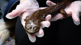 A prehistoric creature with many names lurks in the depths of the Watauga River. The eastern hellbender is a docile amphibian and a good sign for water quality in the areas where it’s found.