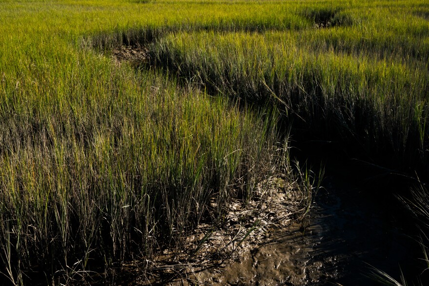 Salt marshes serve as natural barriers against flooding on the South Carolina coast, with one acre of marsh being capable of absorbing up to 1.5 million gallons of floodwater.