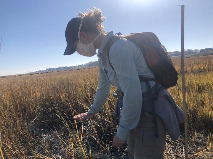Alice Besterman, a post-doctoral researcher with the Buzzards Bay Coalition, points to areas of dieback the marsh.