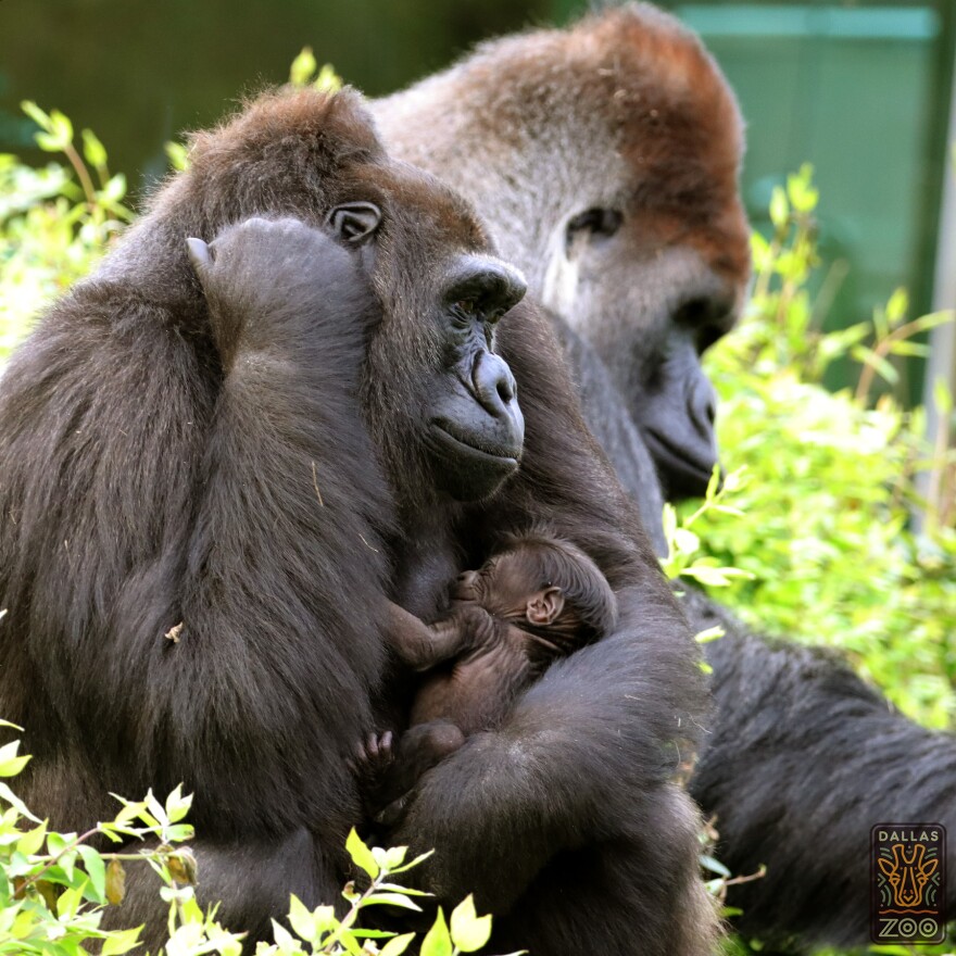 Megan with her newborn. Subira, the father, is in the background.