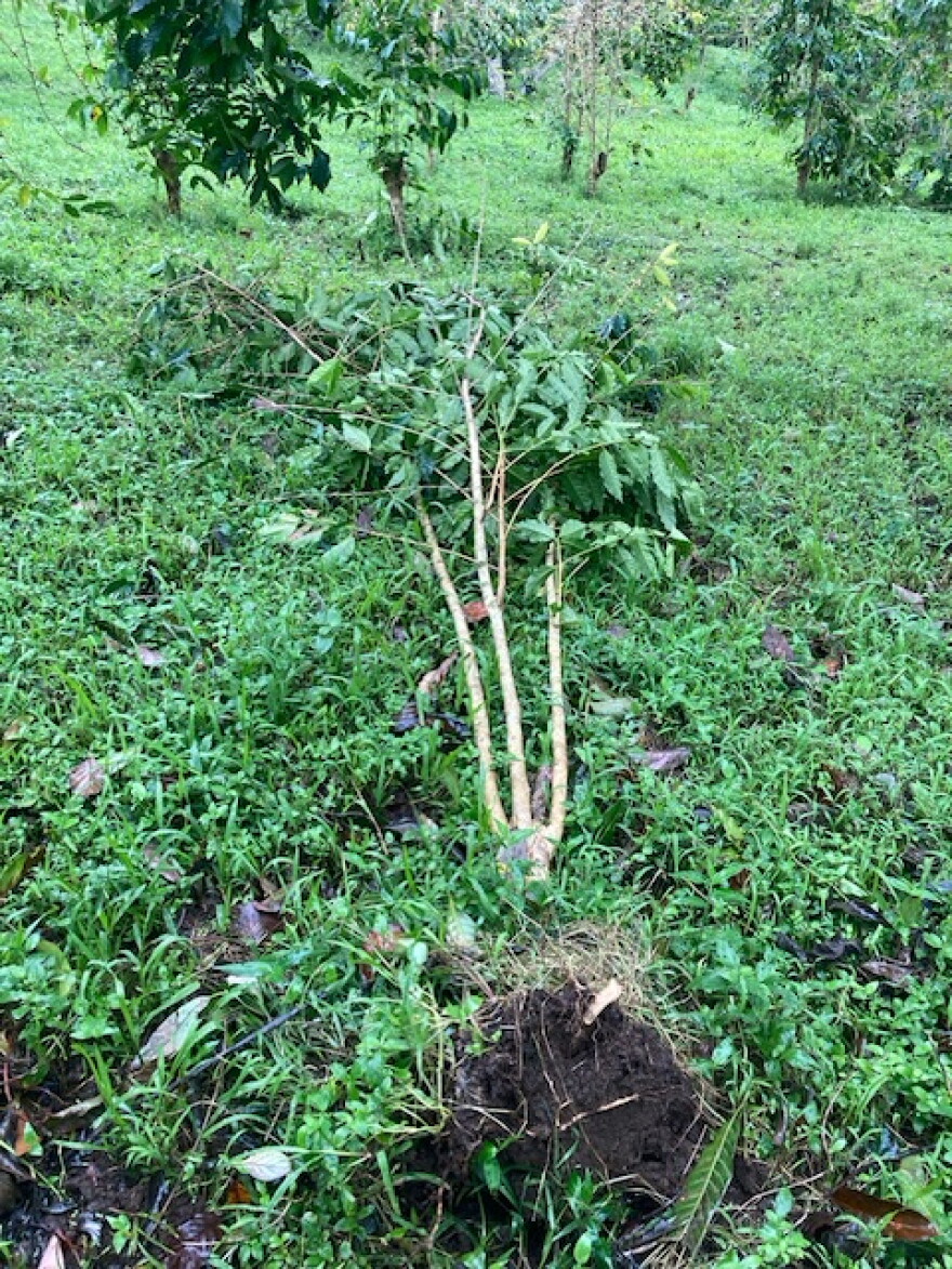 Hurricane Lala uprooted about a dozen coffee trees at the Rancho Aloha farm in Holualoa on Hawaiʻi Island. (August 26, 2026).