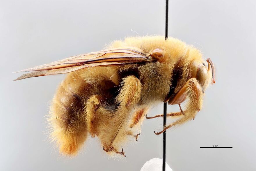 Xylocopa sonoria, a bee native to Ventura County.