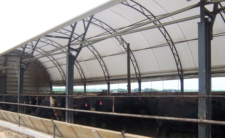 Hoop Barns Protect Cattle From Heat Iowa Public Radio