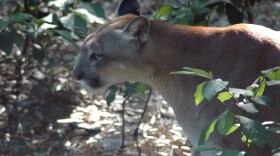 A close-up of a Florida panther between some vegetation. 