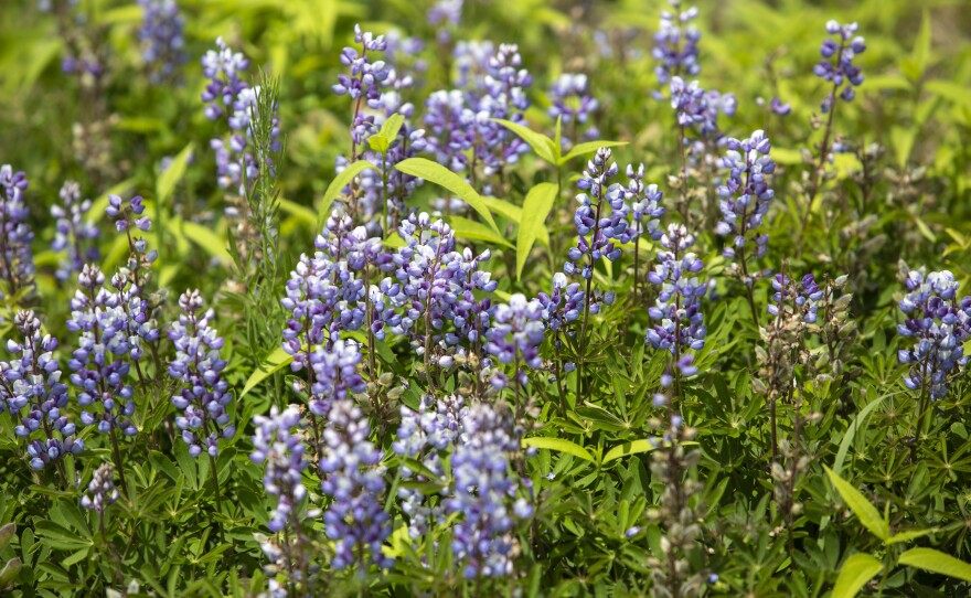 Albany Pine Bush A Vital Habitat To Rare Butterflies WAMC