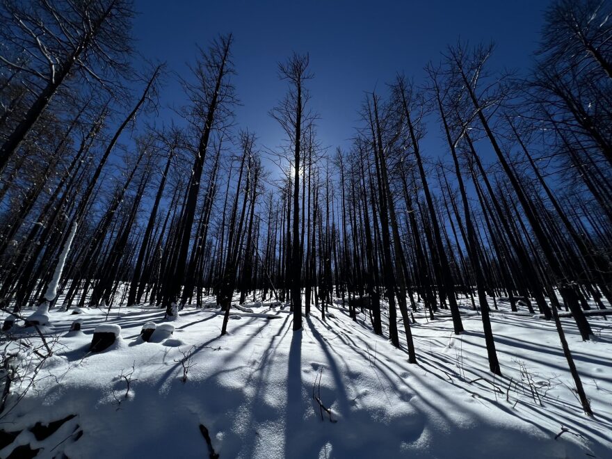 Acres of charred trees jut out from freshly fallen snow near Rociada on Wednesday Feb. 8, 2023, part of the 340,000-acre burn scar of the Hermits Peak-Calf Canyon fire.