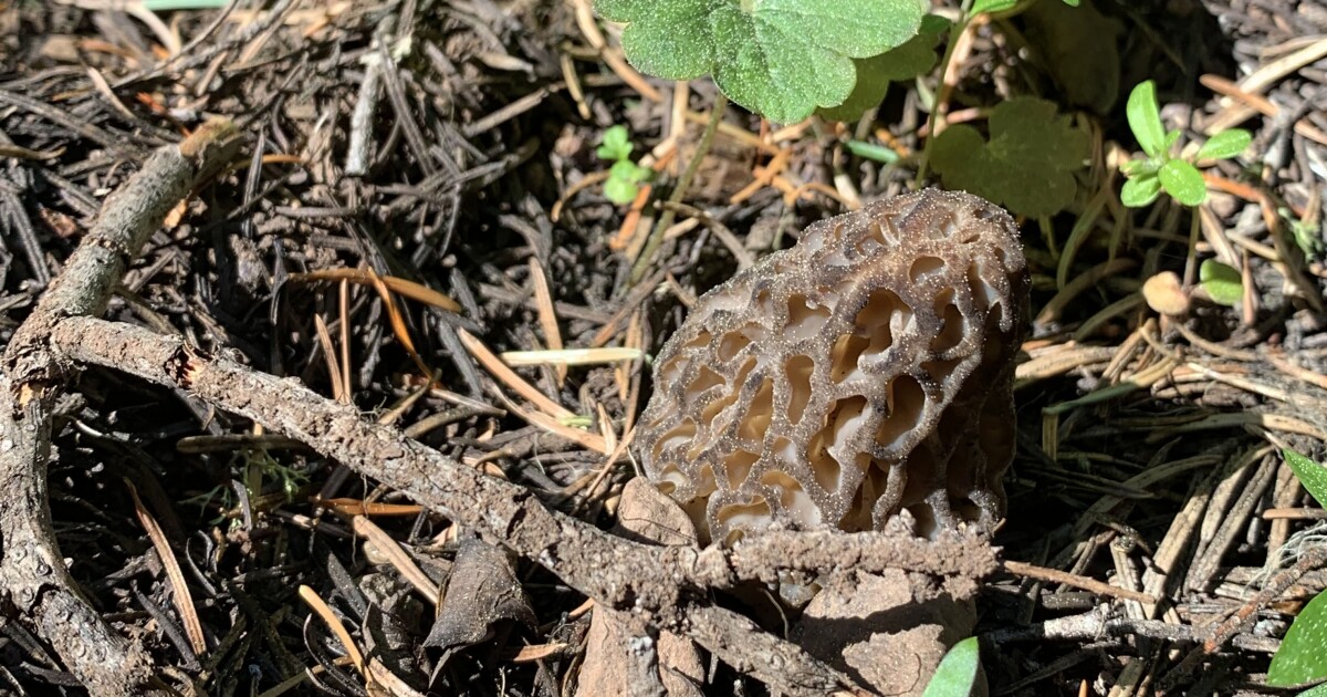 A Postcard From The Morel Hunt In The Rogue Valley Jefferson Public Radio