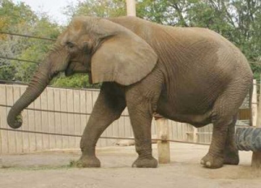 Jenny the Elephant