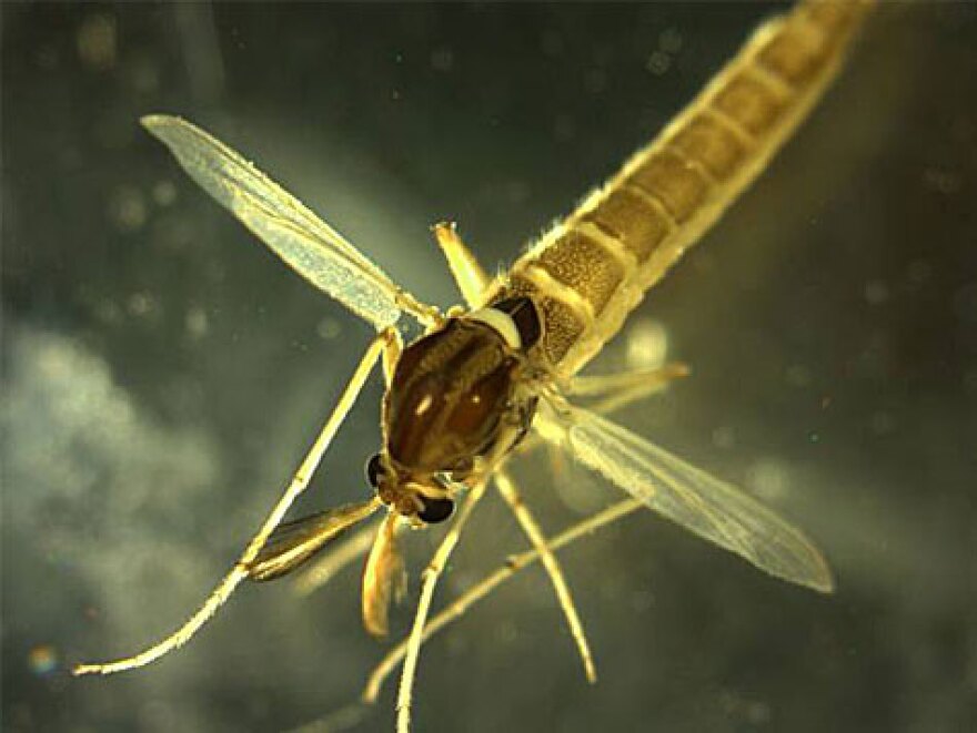 Dragonfly nymph. Dragonflies are aquatic when they are in the immature stage and emerge from the water as adults. 