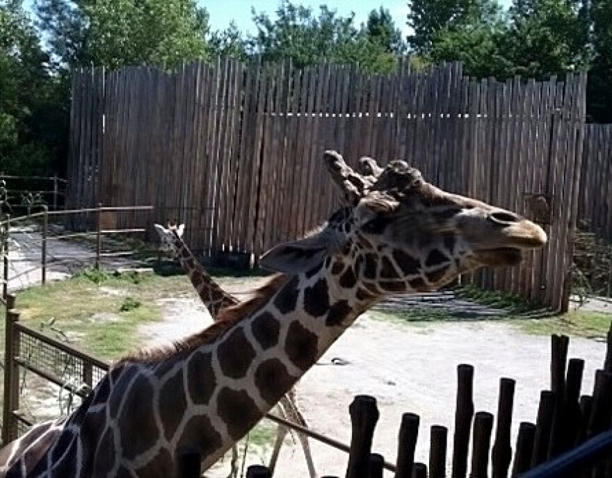 New Giraffes are now on Display