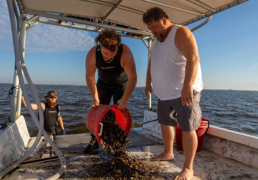 Joseph Cannon and Blake Buckley somberly watch Jeffrey Schleede dump out a bucket of dead clams and broken shells that would have sold for over $120.