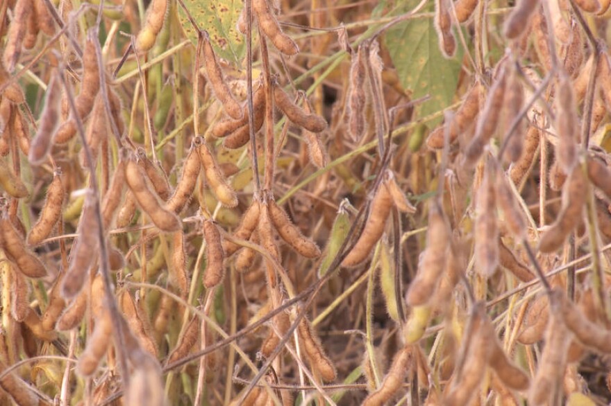 Dicamba can drift off of one soybean field that is resistant to the herbicide and damage a non-resistant field nearby.