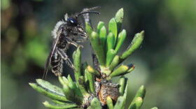 A native bee foraging on a moldy, nonflowering shrub.
