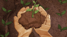 An illustration of two light-skinned hands cupped together holding a hand-full of soil. There is a green plant sprouting from the pile of brown soil the hands are holding. There is brown soil in the background with similar green sprouts. 