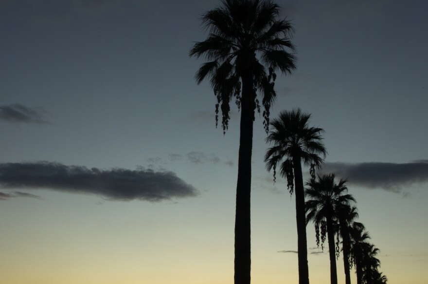 Row of palm trees.