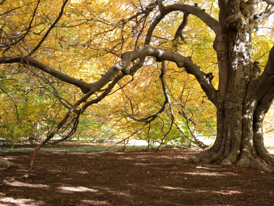 Tree in a forest