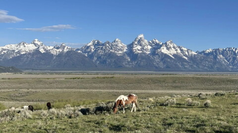 A small herd of horses grazes among the sagebrush in front of the Tetons.
