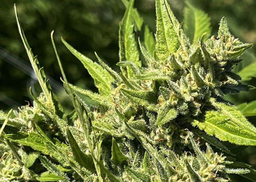 A cannabis plant from High Maintenance Farms in Socorro, whose owner, Matt Kennicott, is also the executive Director of the Cannabis Association of New Mexico. Kennicott said dozens of retailers had contacted him Friday experiencing technical issues during the rollout of the new state-mandated tracking system, issues that are costing them tens of thousands of dollars.