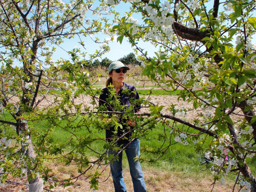 Amy Iezzoni, a fruit breeder at Michigan State University, traveled to Eastern Europe and the countries of the former Soviet Union to collect many different types of cherry trees.