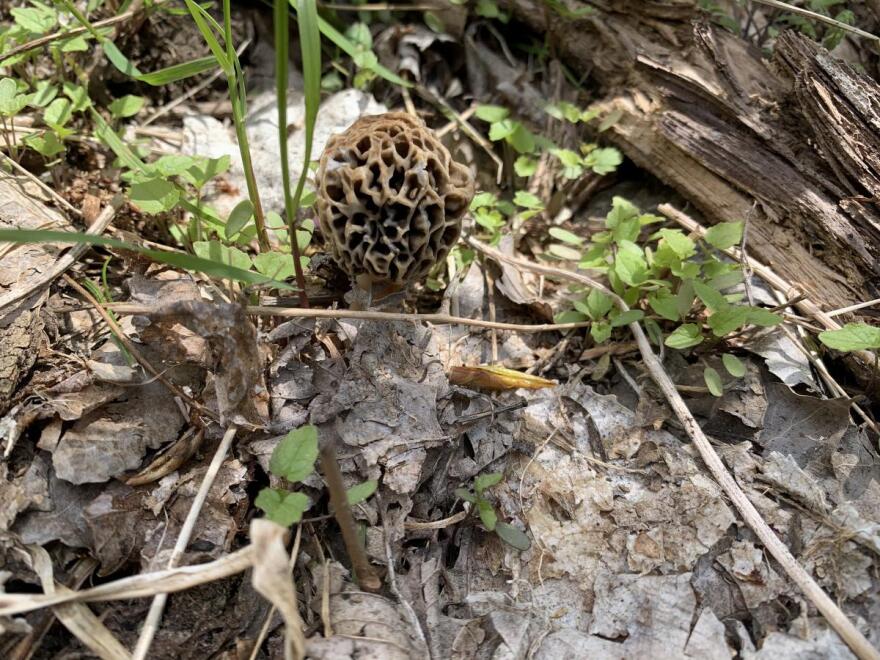 Morel mushrooms only grow for a short time each spring.