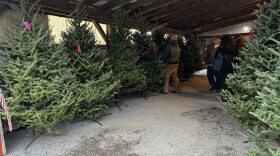 Christmas trees for sale at Granger's Christmas Tree Farm in Oswego County