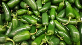 The Food and Drug Administration says products with jalapeños distributed by Taylor Foods could be contaminated with salmonella.